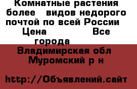 Комнатные растения более200видов недорого почтой по всей России › Цена ­ 100-500 - Все города  »    . Владимирская обл.,Муромский р-н